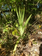 Iris domestica