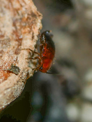 Blattoidae