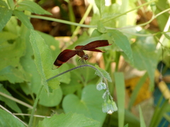 Neurothemis taiwanensis