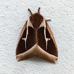 Dirphiopsis multicolor