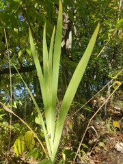 Iris domestica