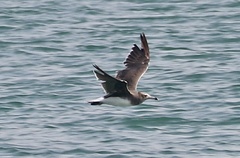 Ichthyaetus hemprichii
