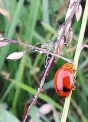 Harmonia