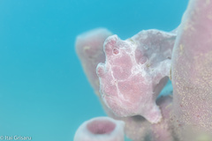 Antennarius commerson