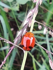 Harmonia