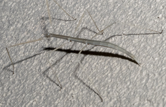 Parabacillus hesperus