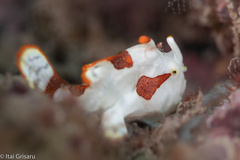 Antennarius maculatus