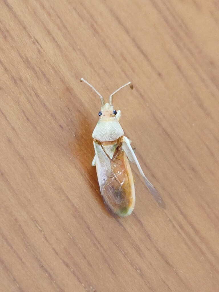 Catorhintha schaffneri
