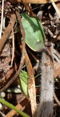 Chlorochroa