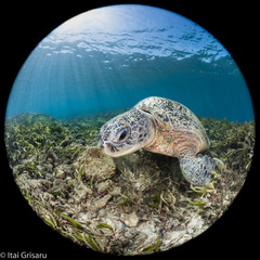Green turtle