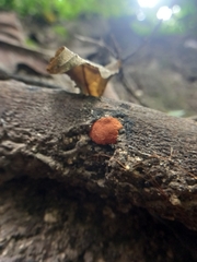 Hypoxylon haematostroma