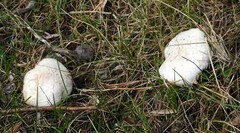 Agaricus campestris