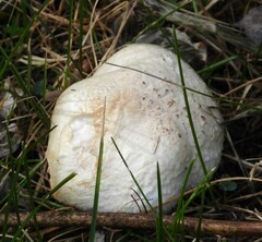 Agaricus campestris