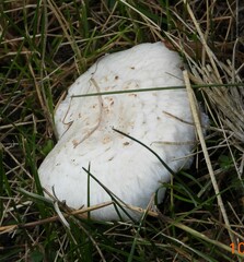 Agaricus campestris