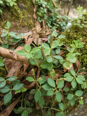 Peperomia tetraphylla