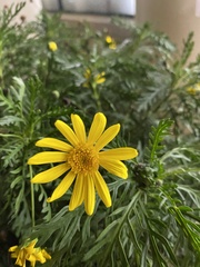 Euryops