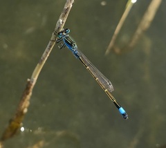 Ischnura fountaineae