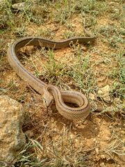 Zamenis scalaris