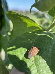Euschistus variolarius