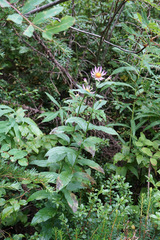 Eucephalus engelmannii