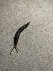 Limacus
