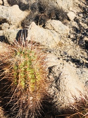 Echinocereus engelmannii engelmannii