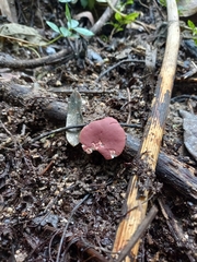 Phillipsia domingensis