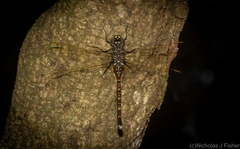 Adversaeschna brevistyla