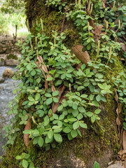 Peperomia tetraphylla