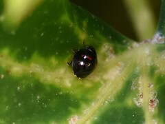 Chilocorus bipustulatus