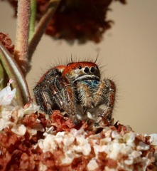 Phidippus nikites