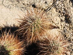 Echinocereus engelmannii engelmannii