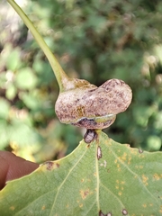 Pemphigus spyrothecae