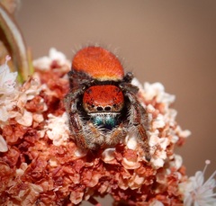 Phidippus nikites
