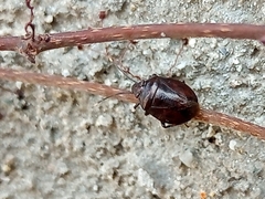 Antiteuchus tripterus
