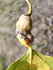 Pemphigus spyrothecae