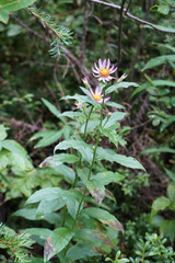 Eucephalus engelmannii