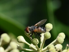 Phasia aurigera
