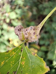 Pemphigus spyrothecae