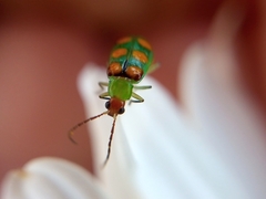 Diabrotica speciosa