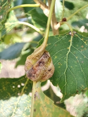 Pemphigus spyrothecae
