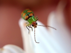 Diabrotica speciosa