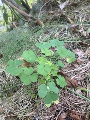 Oxalis stricta