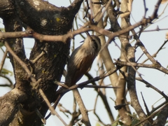 Lepidocolaptes angustirostris