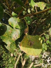 Pemphigus spyrothecae