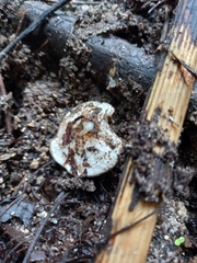 Phillipsia domingensis