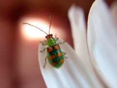 Diabrotica speciosa