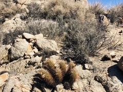 Echinocereus engelmannii engelmannii
