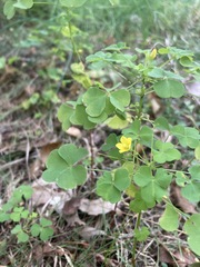 Oxalis stricta