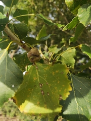 Pemphigus spyrothecae